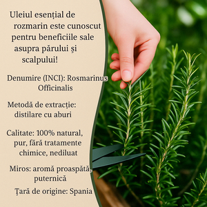 Set de 2 uleiuri esențiale de rozmarin 100% PUR + Pipeta CADOU